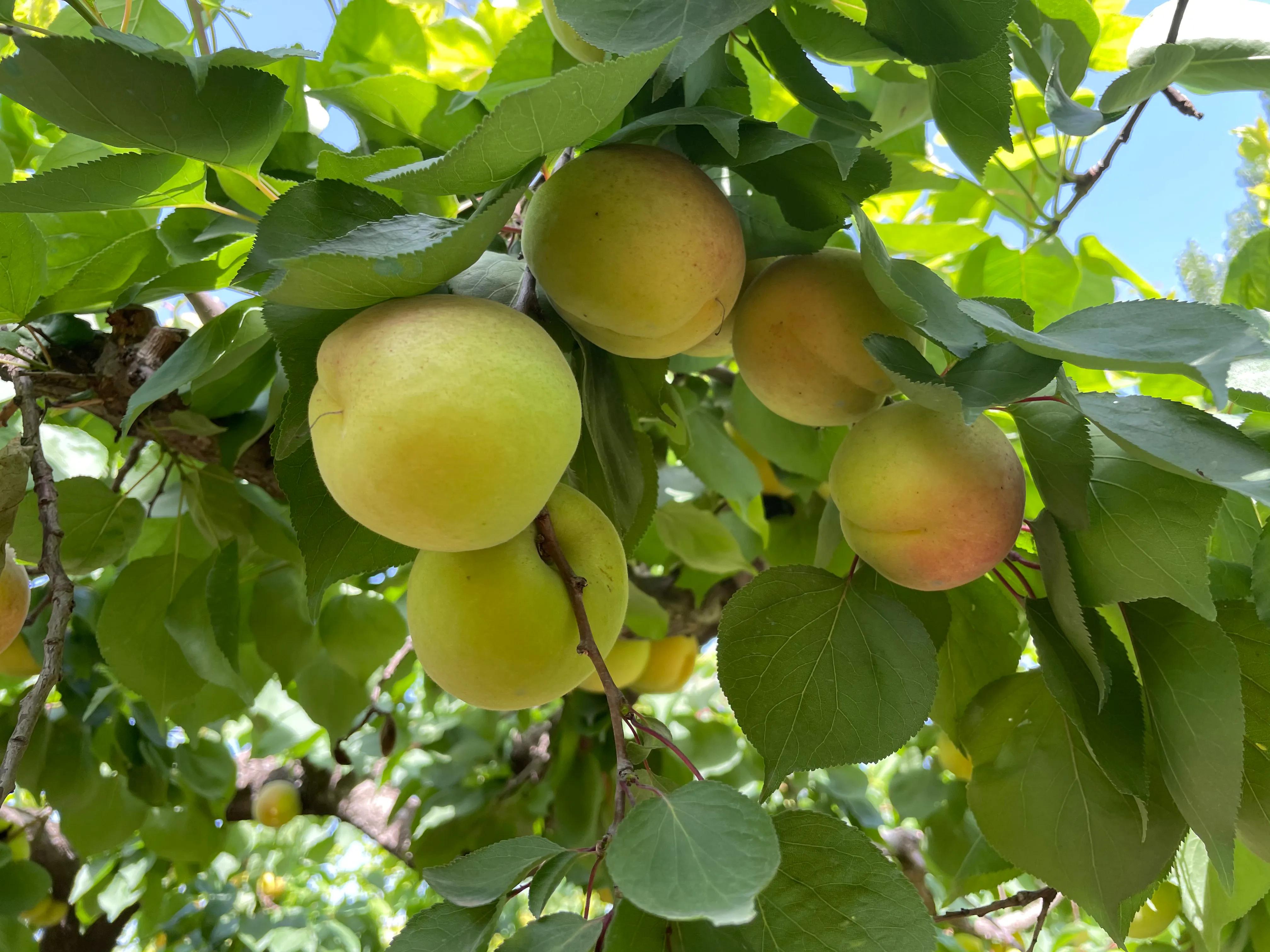杏子核的营养价值,杏子降血压
