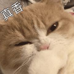 猫咪眼里的世界到底是怎样的,猫咪眼中的世界是什么样子