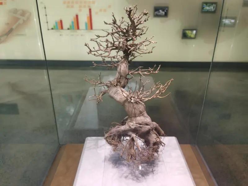 还有人从国外寄来20多只果蝠标本?海淘代购注意了,邮寄蜥蜴、盆景入境,可能会入刑!