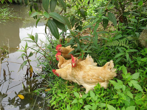 南通海安美食特产,南通特色美食学习