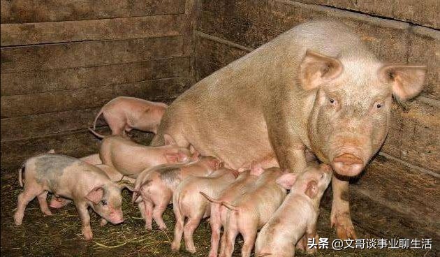 2022年养猪业什么前景最好,今年养猪前景如何