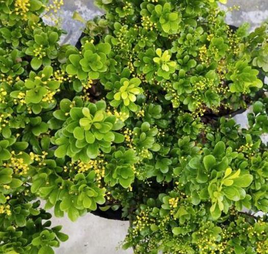 盆栽米兰花修剪技巧,米兰花怎么修剪叶子上有白色斑点