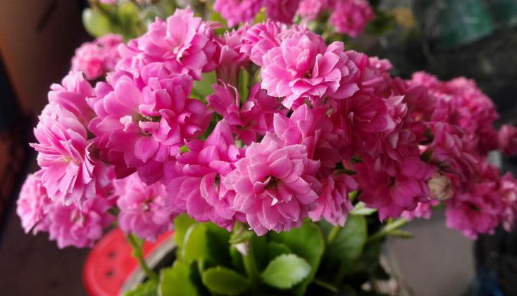 过期药养花的妙用,这五种药过期了千万别扔掉