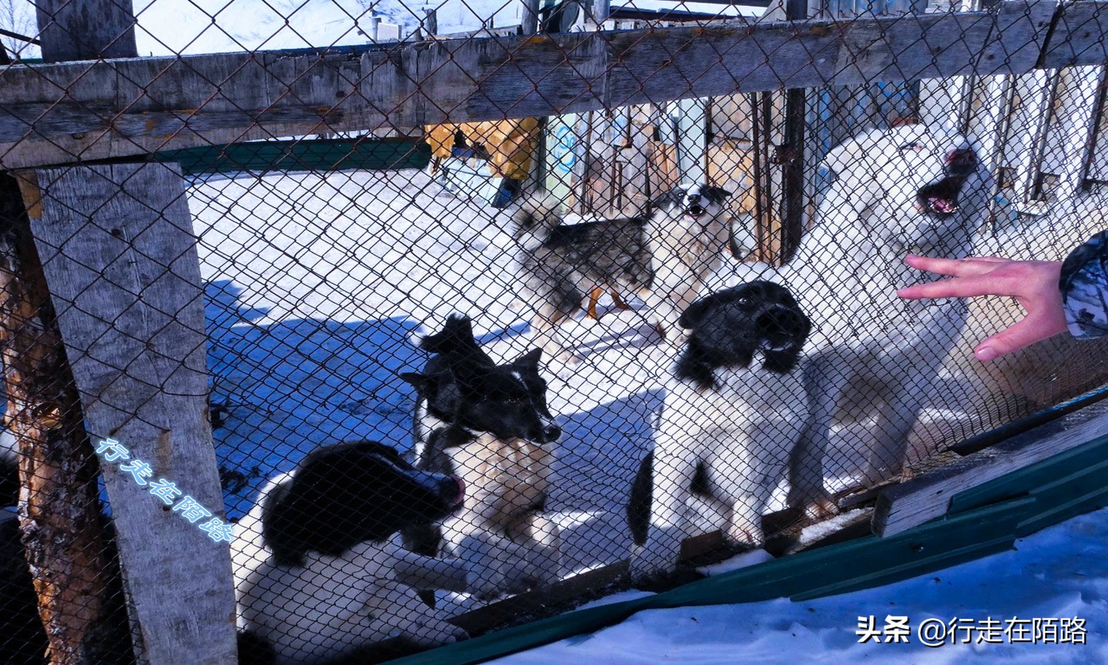 黄金之城马加丹：离最近城市2200公里，猛犸象牙按公斤卖