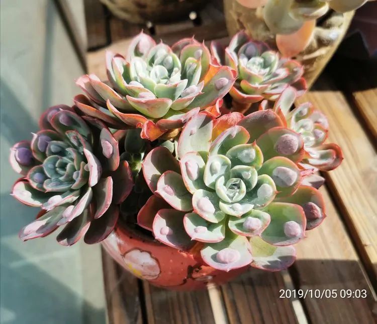 养多肉的人生感悟,人生如同养花