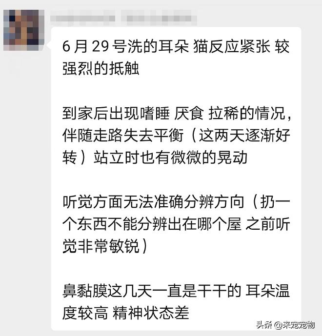 猫咪有一只耳朵很多黑色分泌物,猫咪耳朵褐色分泌物