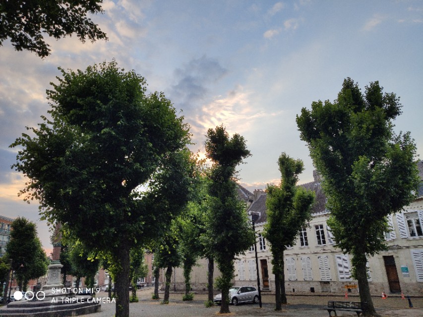 红豆杉树是什么样子图片,法国人种植发电树