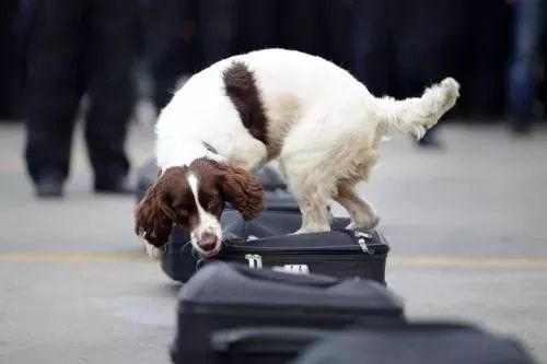 缉毒犬会染上毒瘾吗知乎文章,缉毒犬染上毒瘾怎么办