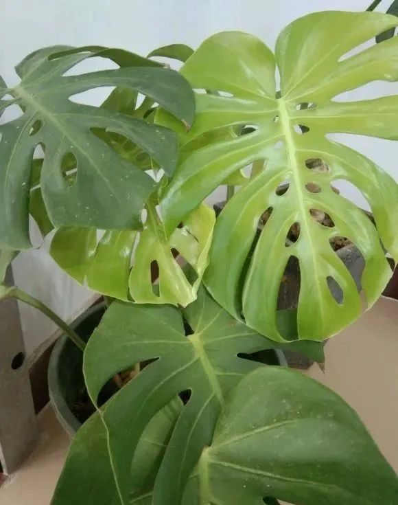 龟背竹叶子尖发黄是什么原因,龟背竹叶子发软发黄怎么办