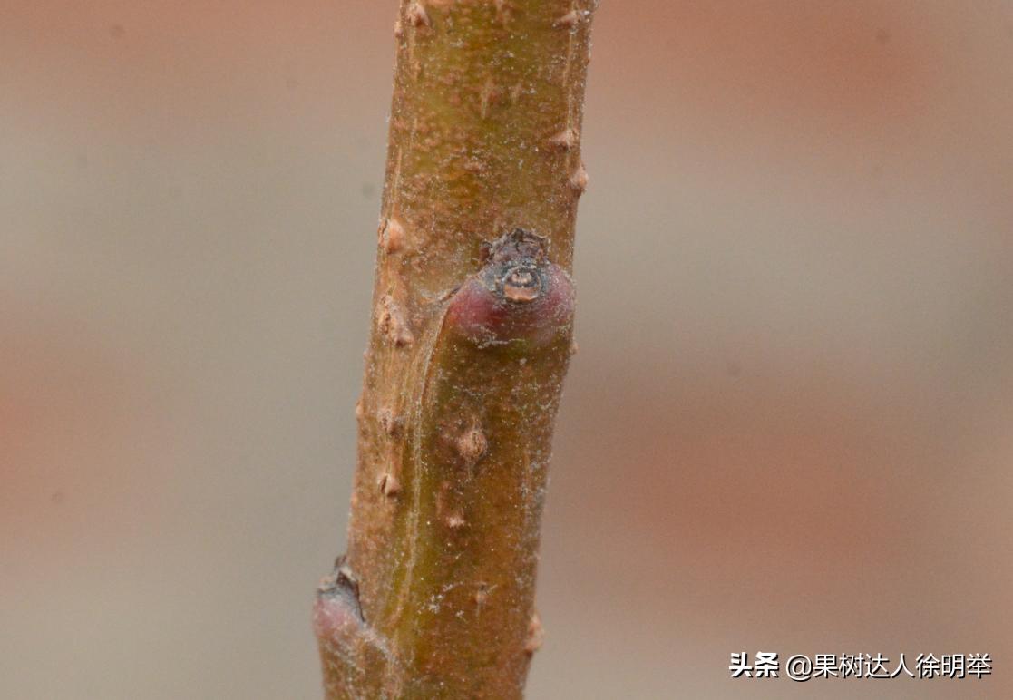 中桃金魁桃特性,桃是浆果类水果