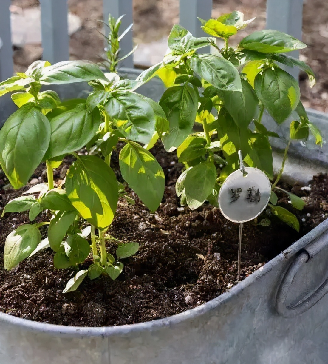 味似茴香的罗勒,叶翠、花艳、芳香四溢,实用派都盆栽在阳台上