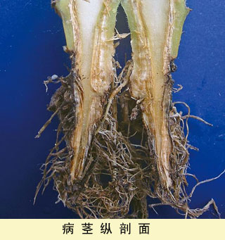 镰刀菌:土传病害的元凶，学会这一招，重茬，死苗不再怕！