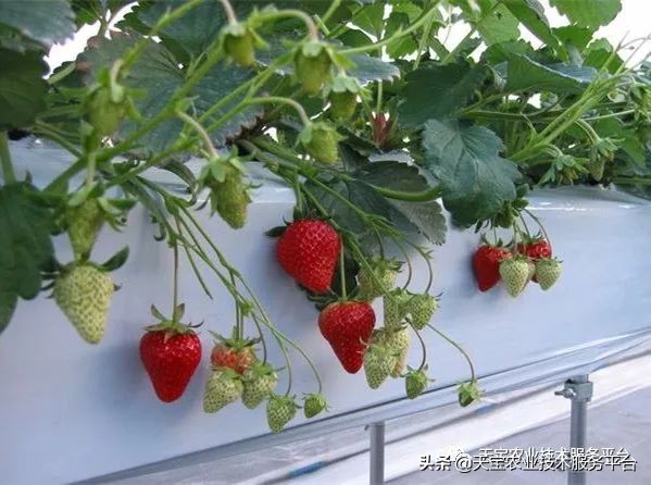 有关无土栽培的视频,无土栽培营养液配制和管理要点