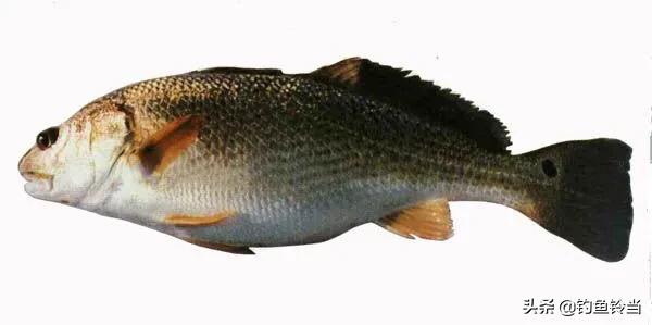 美国红鱼泛滥成灾,红鱼泛滥成灾