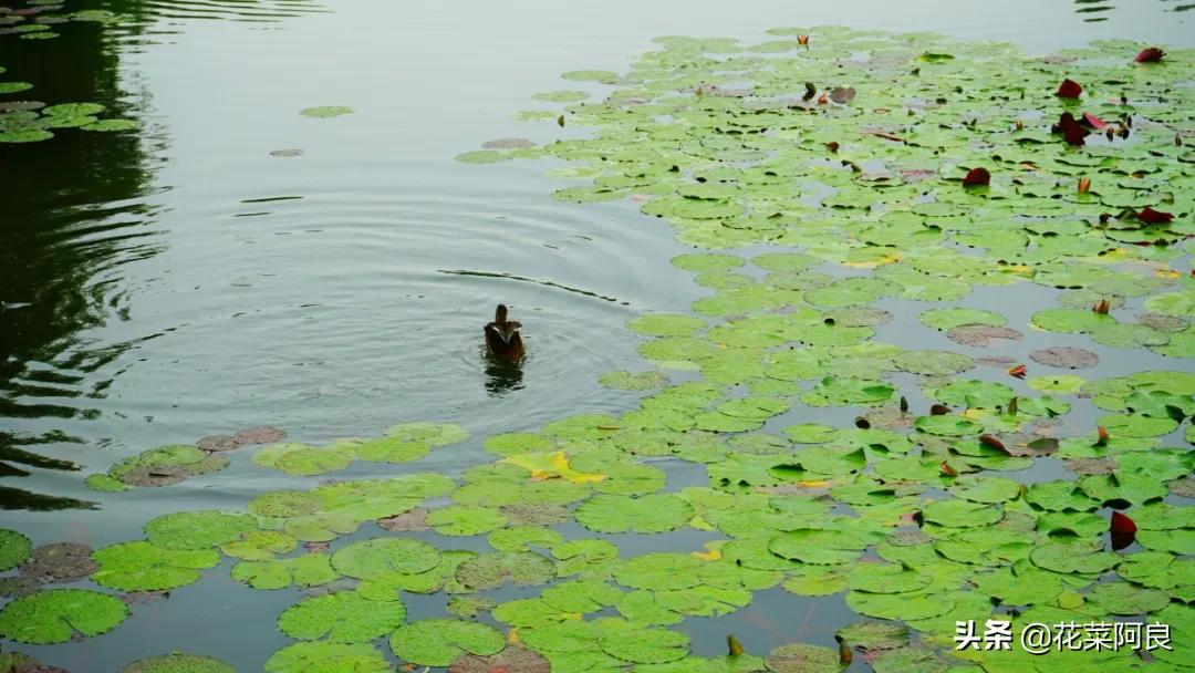 江南最忆是杭州,江南好最忆是杭州朗读
