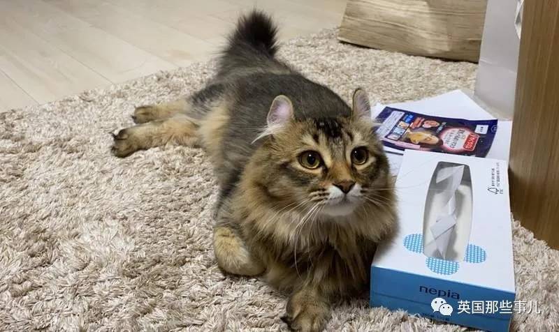 猫咪表情包喵星人,一组有故事的喵星人表情包