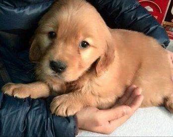 金毛正确喂养方法,金毛正确喂养