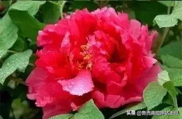 牡丹十大品种九大花系,牡丹进口品种图片及名称