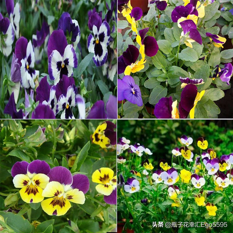 父亲节的鲜花,父亲节买什么鲜花比较好看