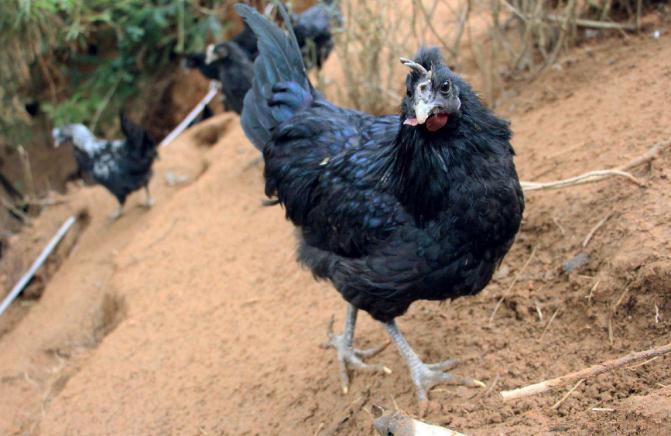 乌鸡为什么越养越贵,养乌鸡会更赚钱吗