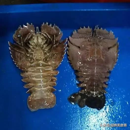 好吃又便宜的奇特海鲜,有一种很古怪的海鲜
