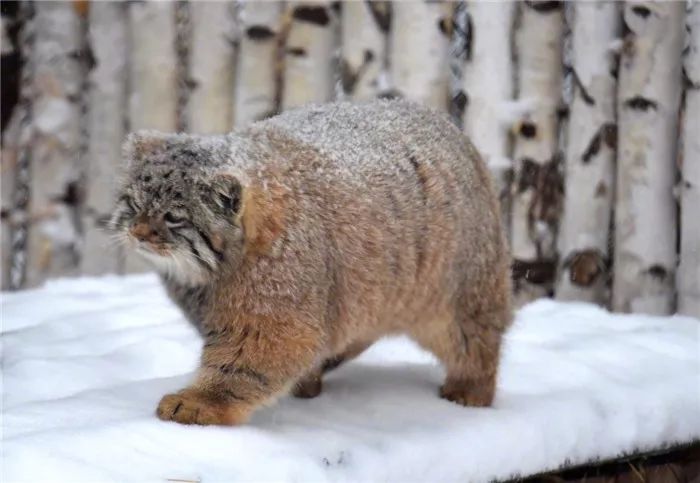 游客雪天遇见兔狲，活像一枚糖霜面包，胖乎乎坐在一旁怀疑喵生！