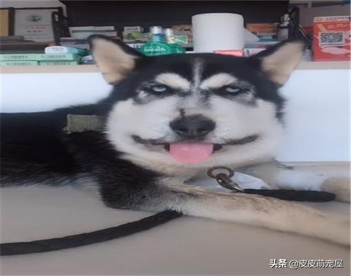 狗狗们天生好斗，被蛇“亲”过后脸都肿成了猪头，真不让人省心啊