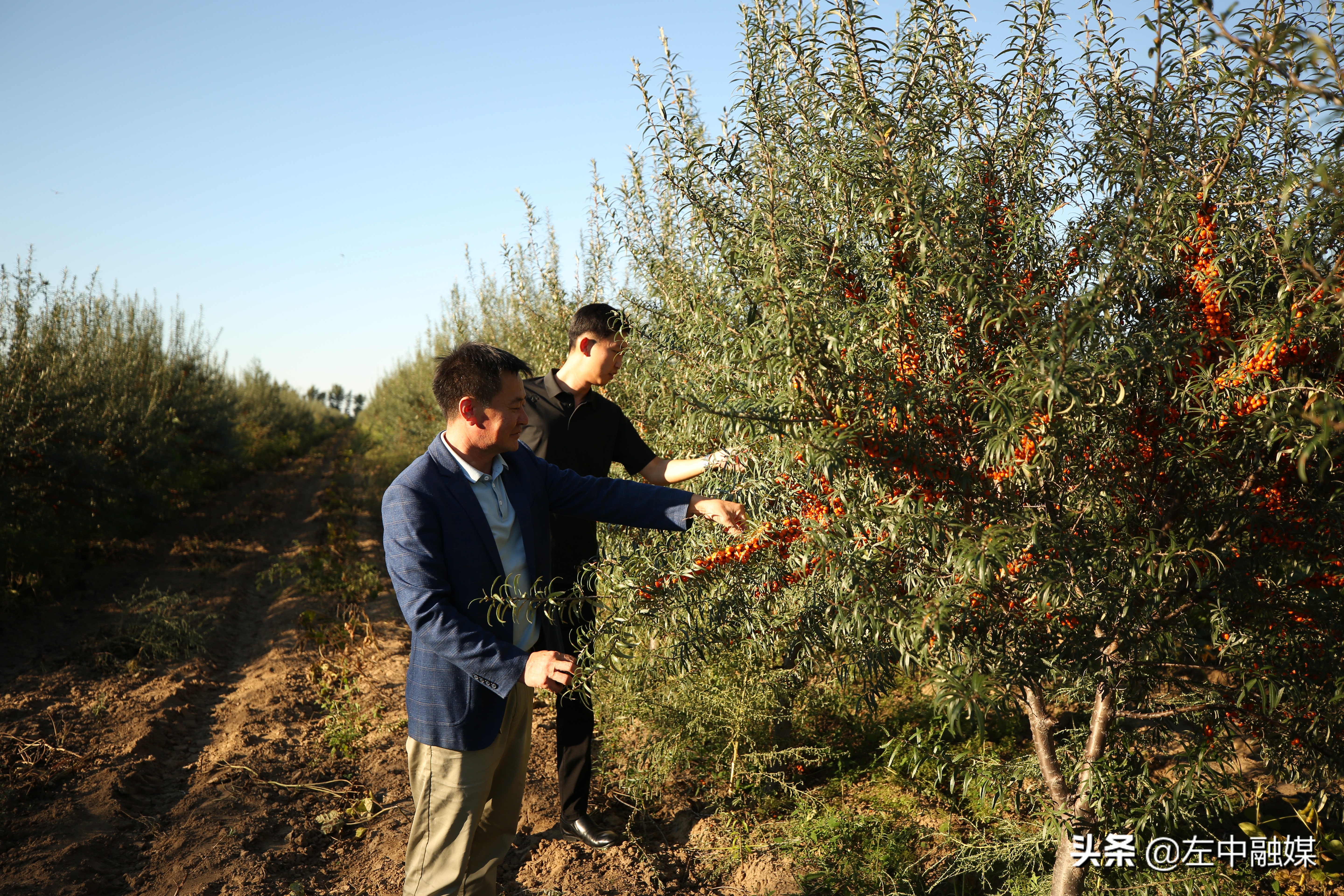 沙棘产业做得最好的地方,小沙棘大产业