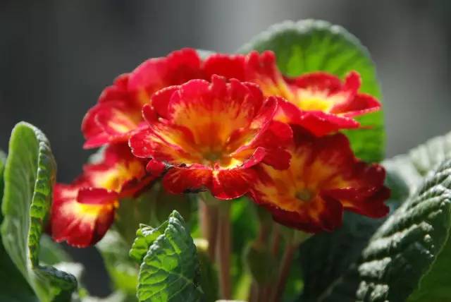 赏花时间表,赏花季节及图片