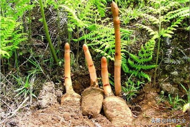 陕西天麻无土栽培种植技术,大田地膜栽培天麻技术