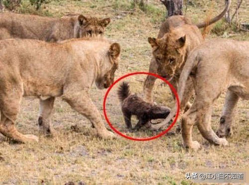 狞猫和蜜獾干架,蜜獾为啥怕狞猫