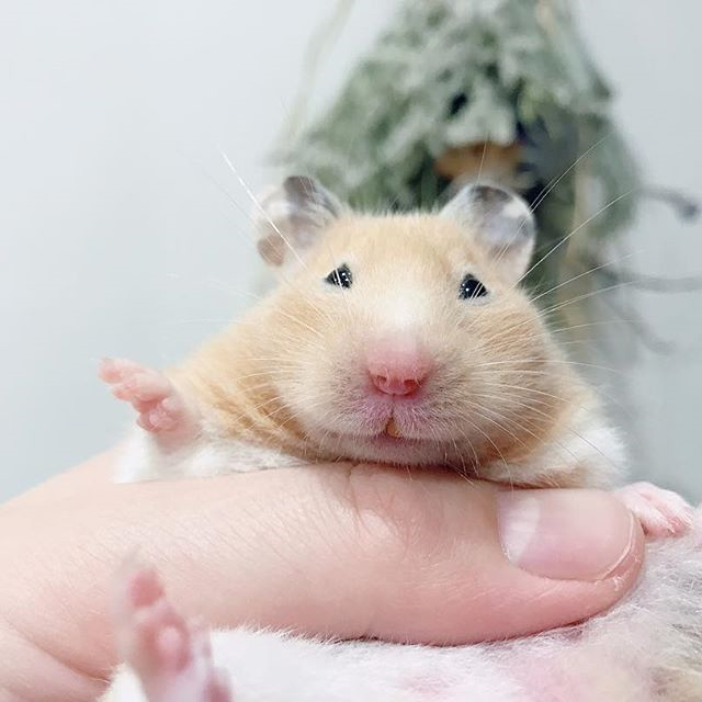 仓鼠睡觉时要注意的几件事,仓鼠睡眠不足吃什么