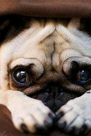 如何挑选一只极品的八哥,怎么挑选一只漂亮的八哥犬