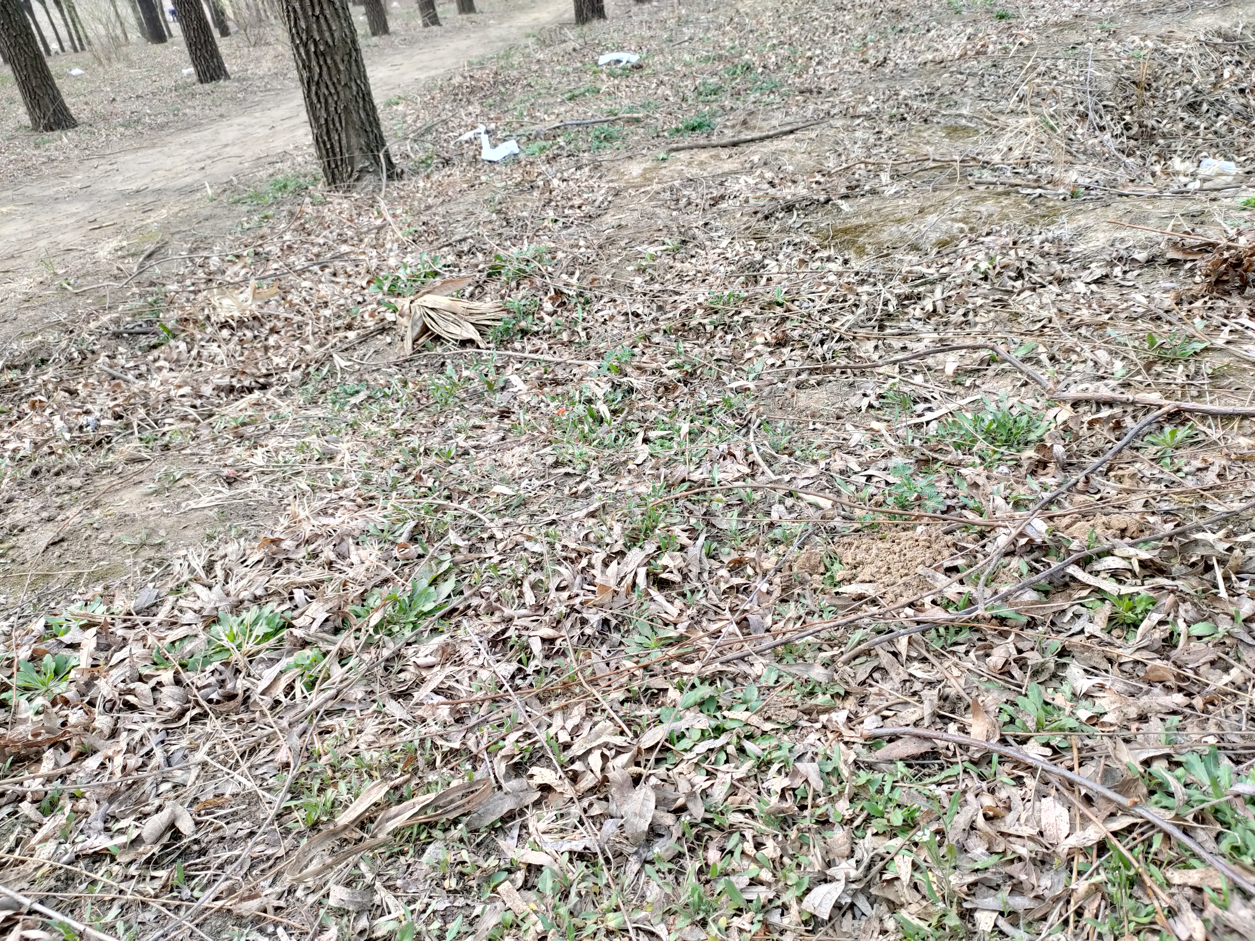 春天吃这几种野菜比吃啥补药都好,春天超嫩野菜做出来的米果香喷喷