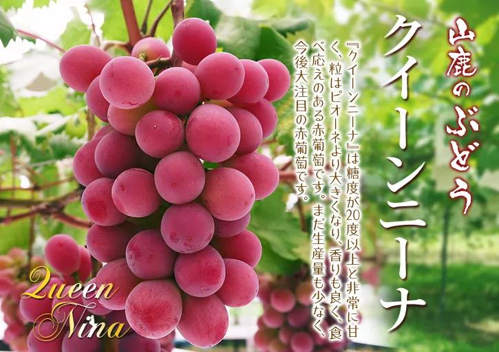 阳光玫瑰葡萄多少年的好,阳光玫瑰葡萄怎么样才是最好的