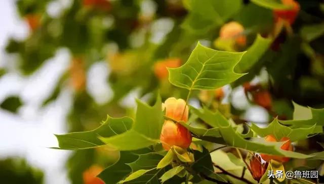 林荫大道木材,鹅掌楸和榉木哪个做家具好