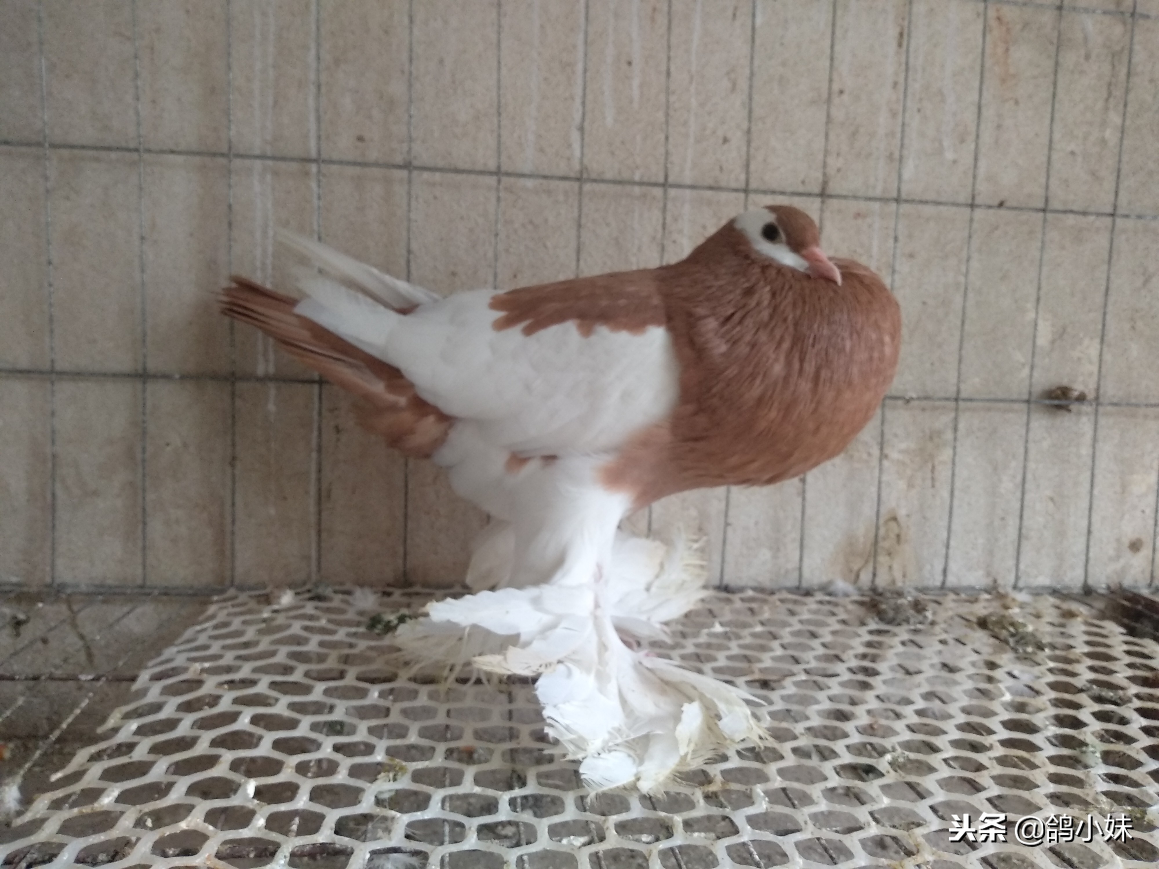 养鸽子经验和技巧视频,养鸽经验分享100条