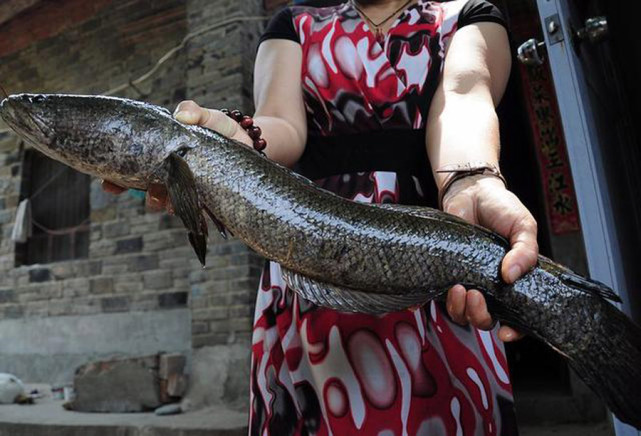 钓黑鱼妙招,钓黑鱼最好的办法视频
