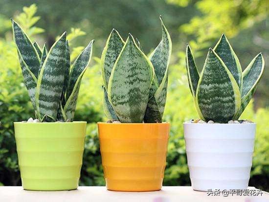吸附甲醛净化空气的好养的花,室内净化空气除甲醛最好养什么花