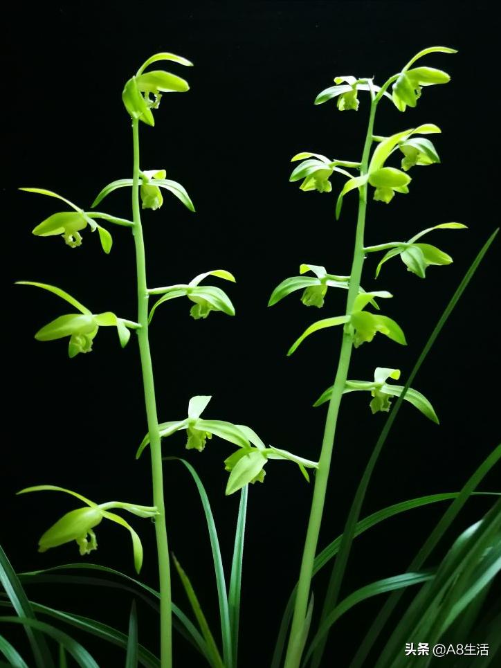 兰花蕙兰十大名品,蕙兰名品大全欣赏