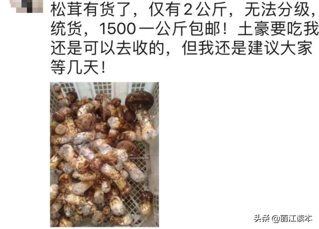 疯狂的松茸,疯狂的野生菌