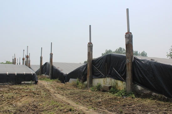 混养甲鱼跟温室甲鱼区别,温室甲鱼和外塘甲鱼的口感