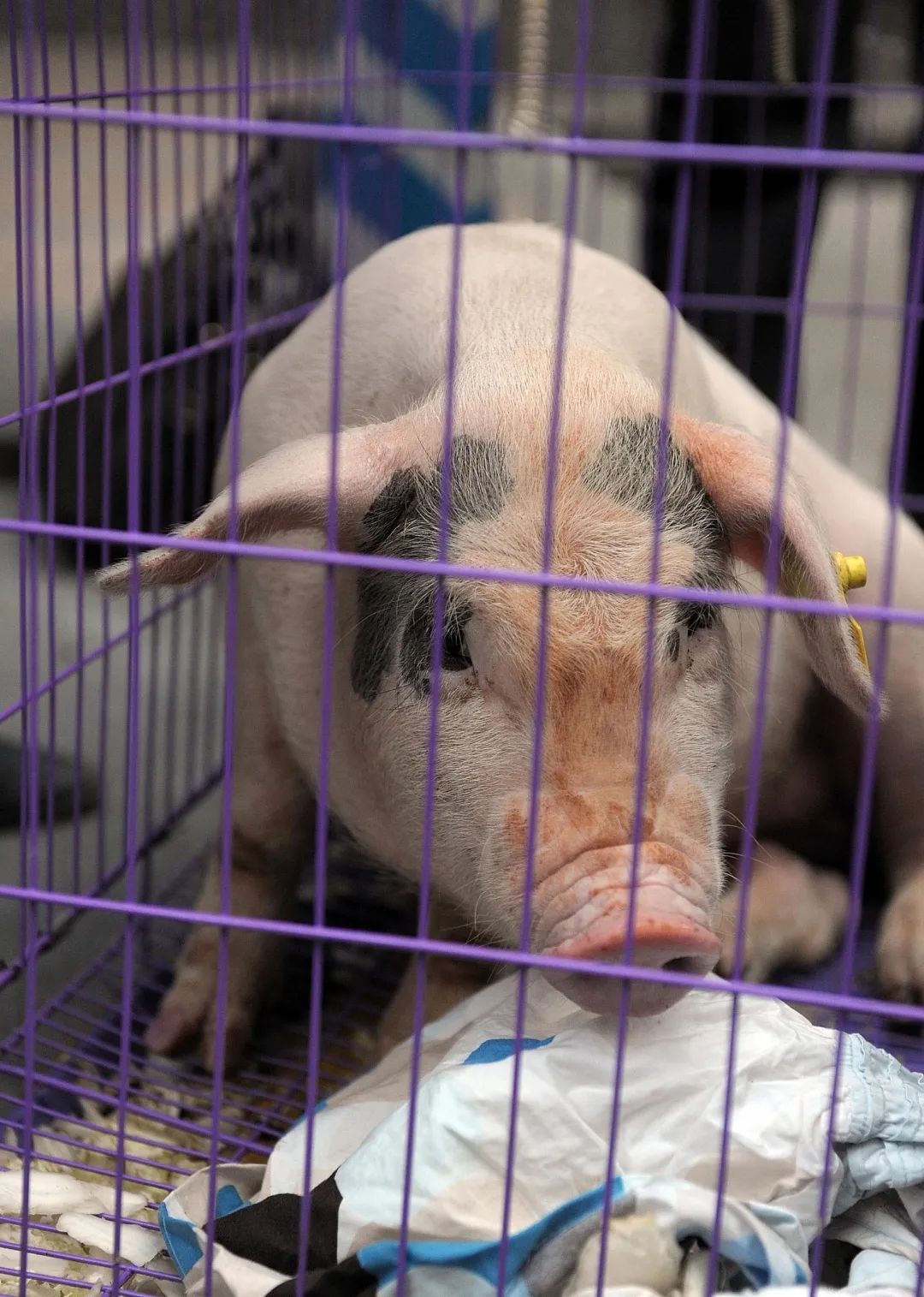 猪坚强可能即将走完生命旅程视频,猪坚强后继有人