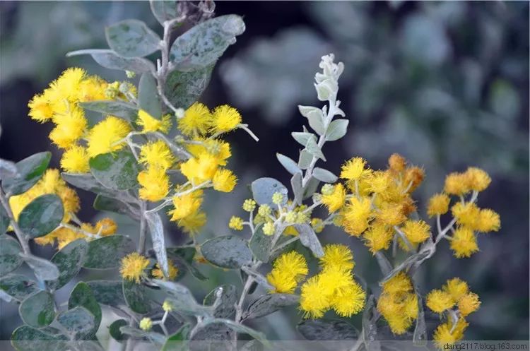 50种鲜切花花语,每个花艺师都要知道