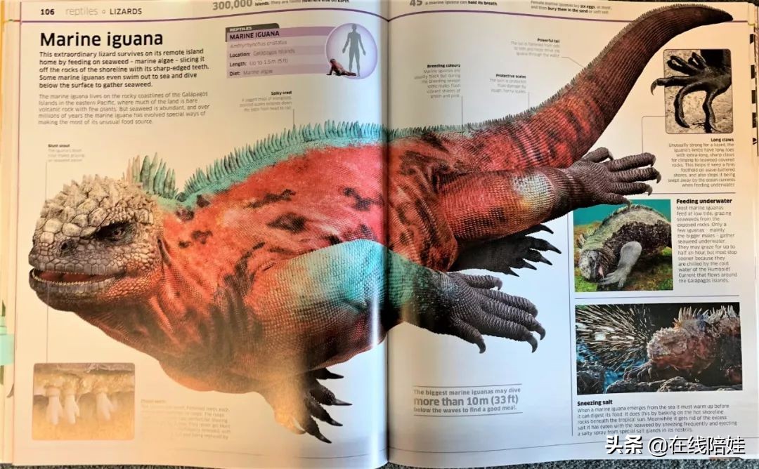 dk知识大百科全套,dk知识大百科书金银版