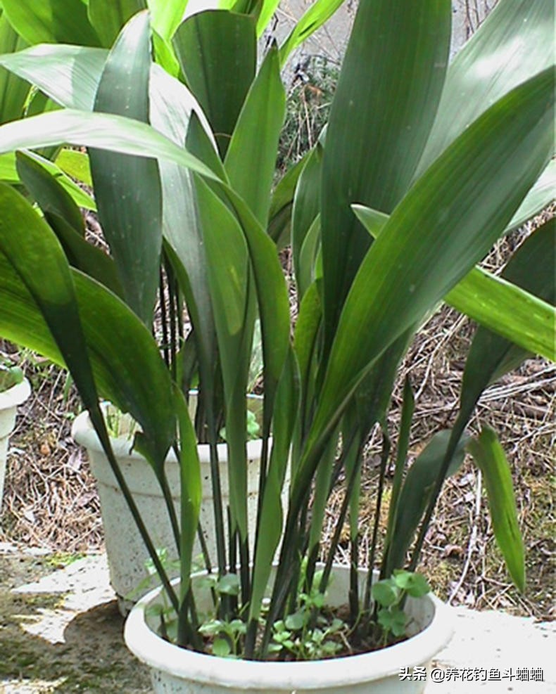 一叶兰不长叶子变黑怎么办,一叶兰不长原因