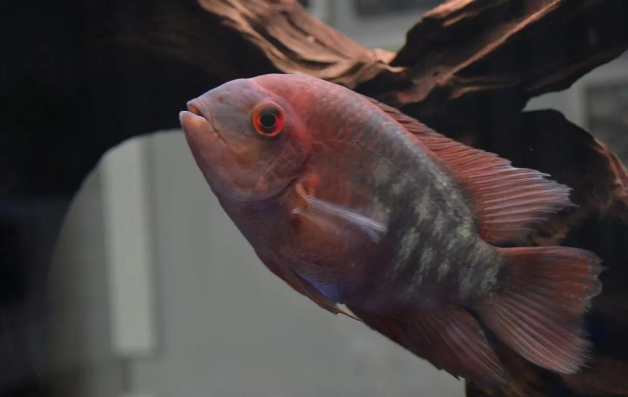 成品鱼缸上滤盒改造,制作一口鱼缸需要多少钱