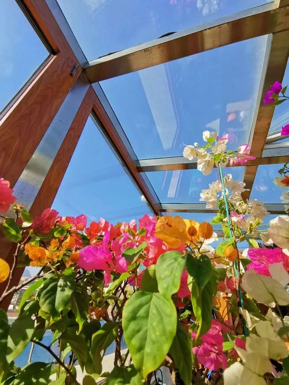 这几种花越晒越蔫,这几种花开花漂亮又好养