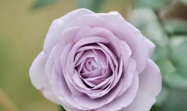 每天学习一点点——100种玫瑰品种科普