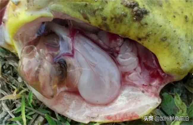 黄颡鱼病怎么治疗,黄颡鱼病害防治水产养殖